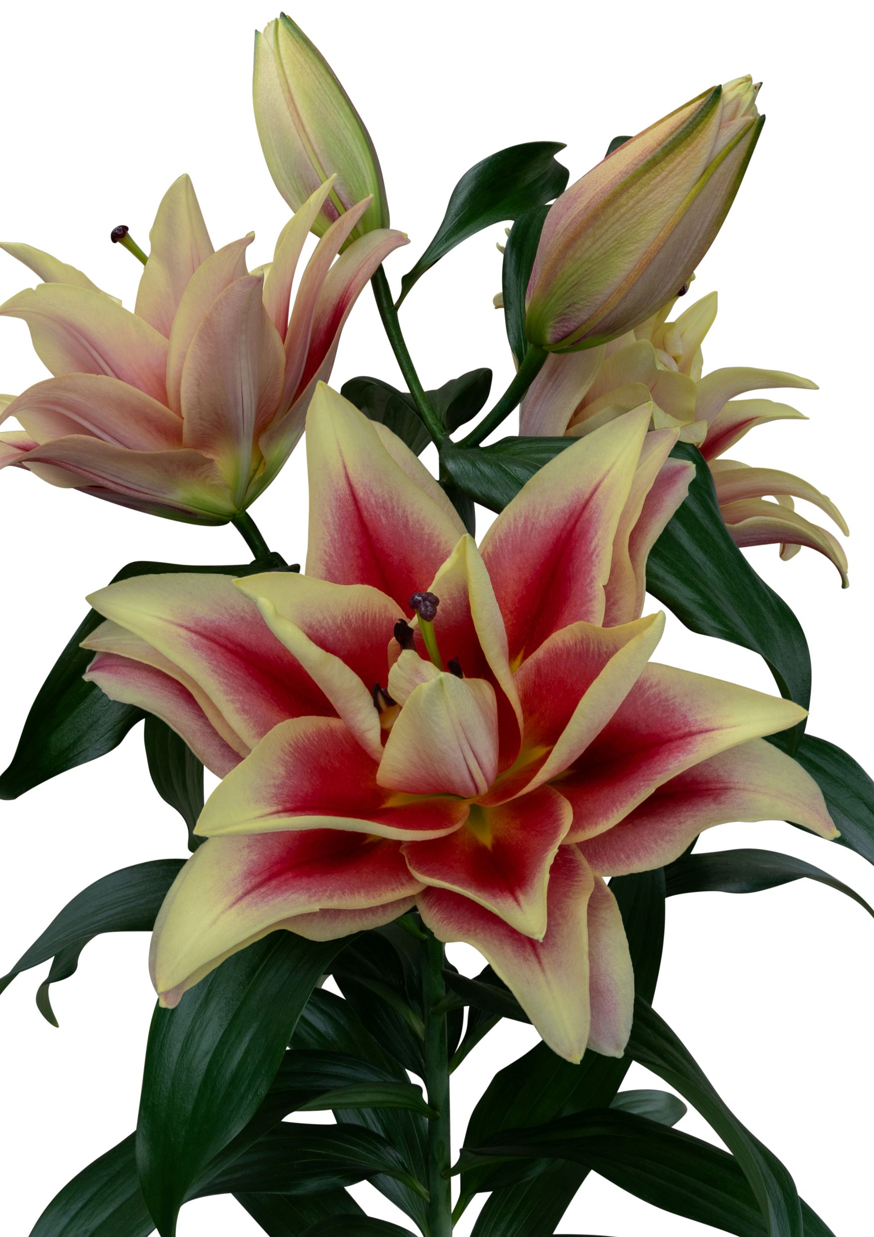 Basilio Starlily Lilium