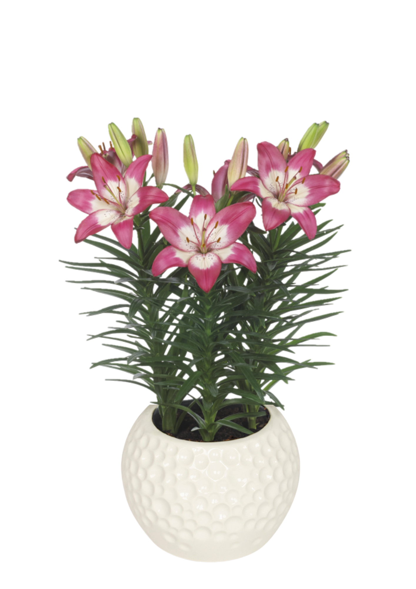 Perfect Joy Lilium