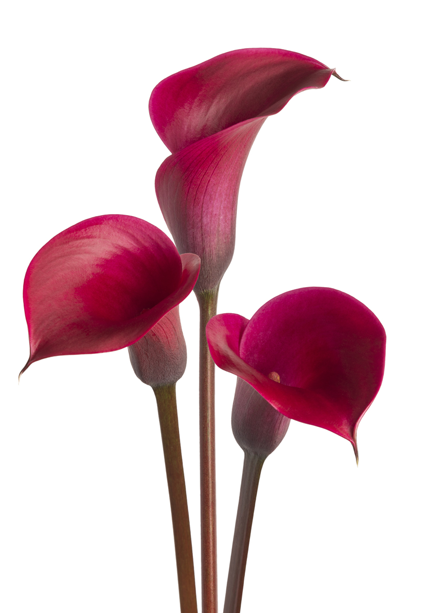 Tokyo Zantedeschia