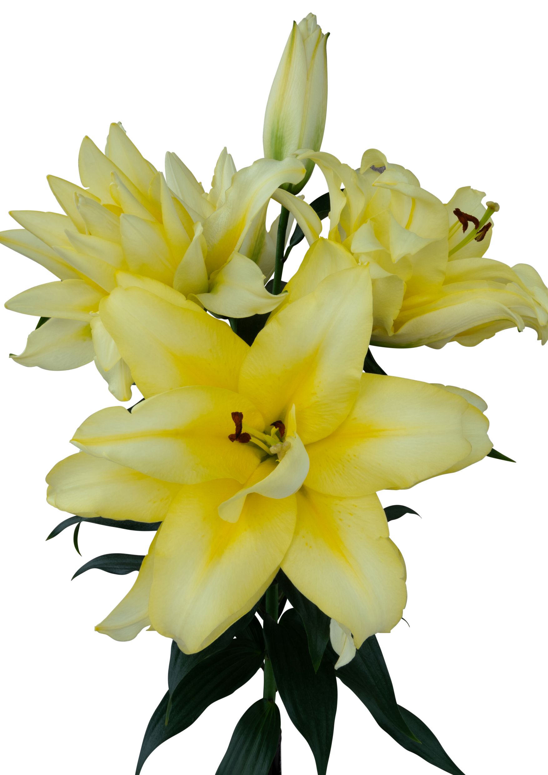 Alfonzo Starlily Lilium
