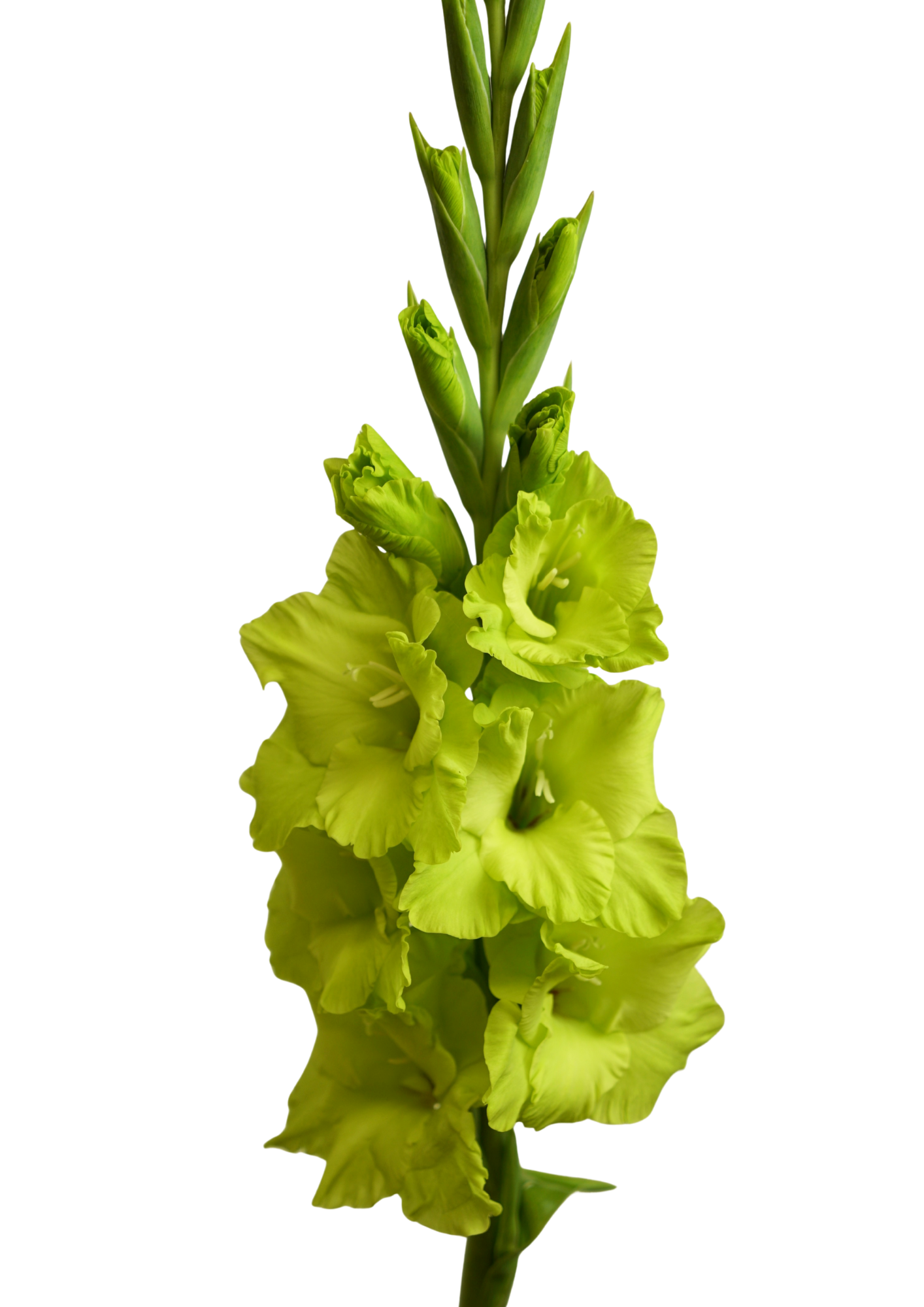 Green Star Gladiolus
