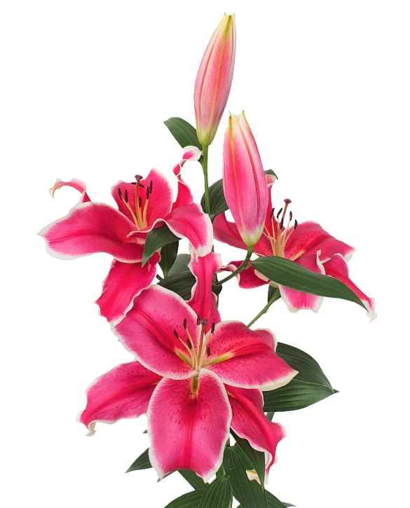 El Capitßn Lilium