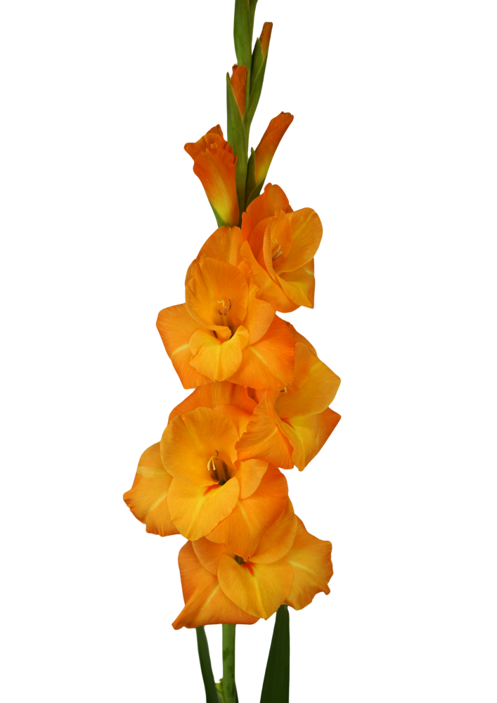 Avicii Prisma Gladiolus Gladiolus