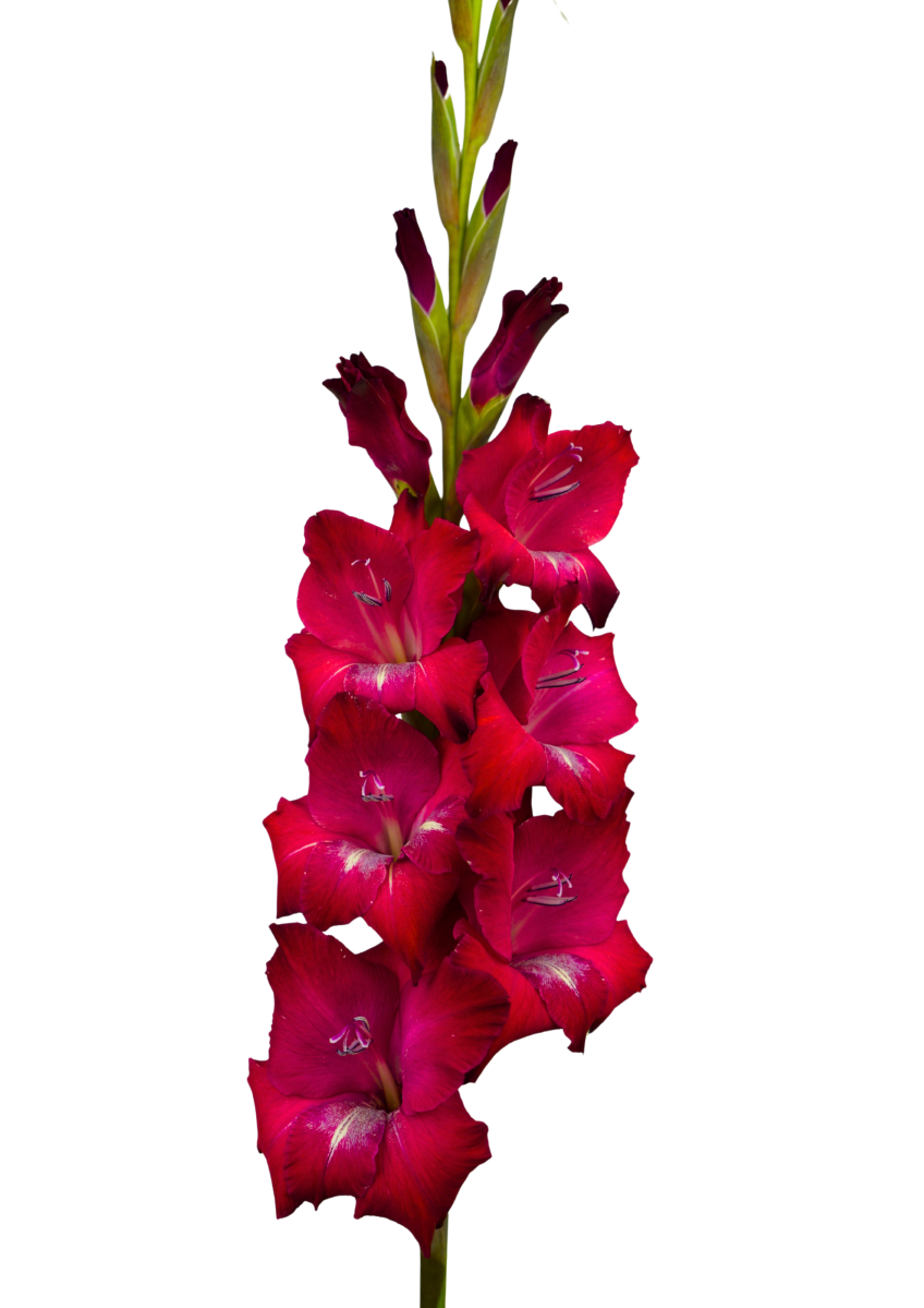 Bizet Prisma Gladiolus Gladiolus