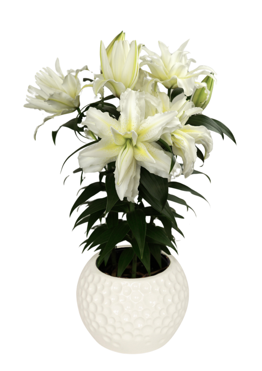 RL Jada Roselily Lilium