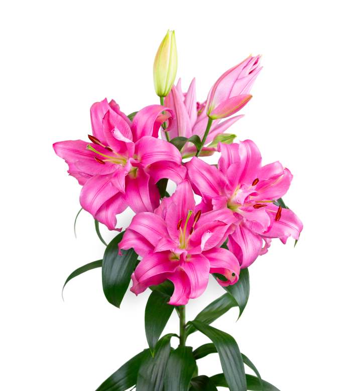 SL Ivo Starlily Lilium