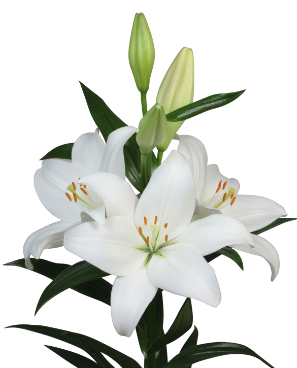 Asti Lilium