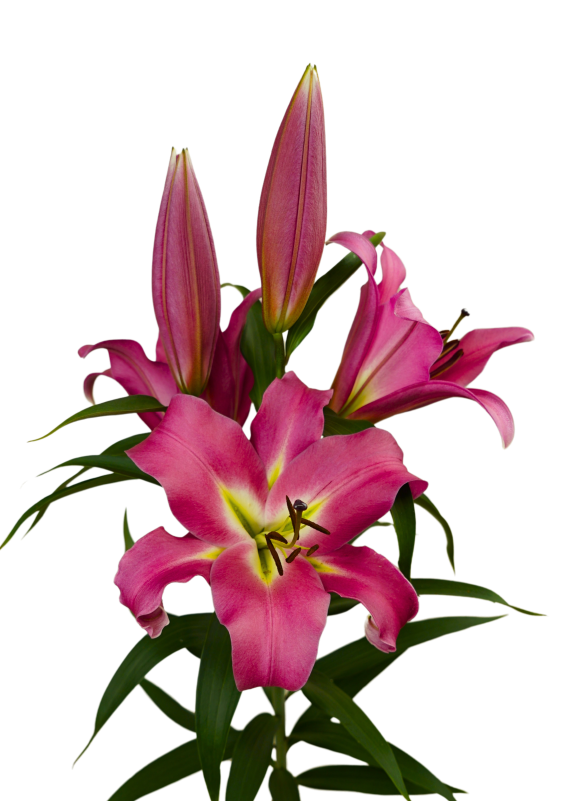 Batavia Lilium
