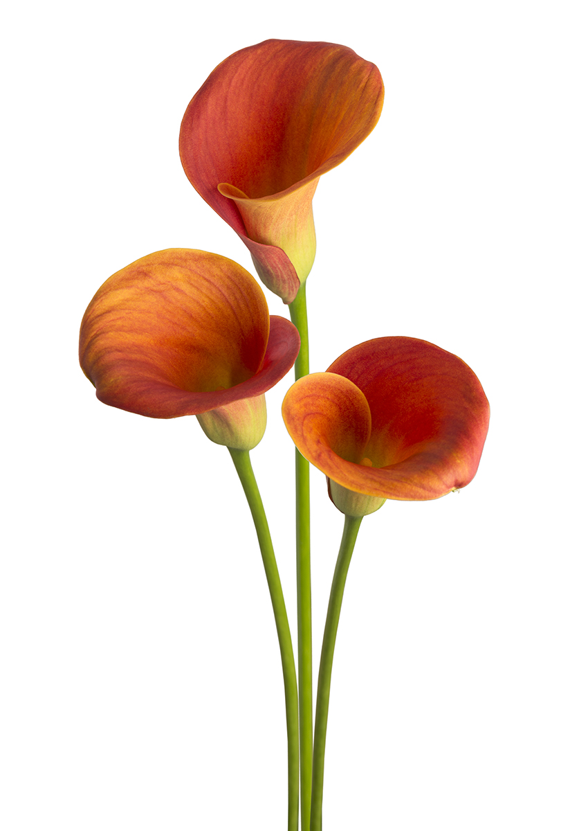 Sunset Passion Zantedeschia