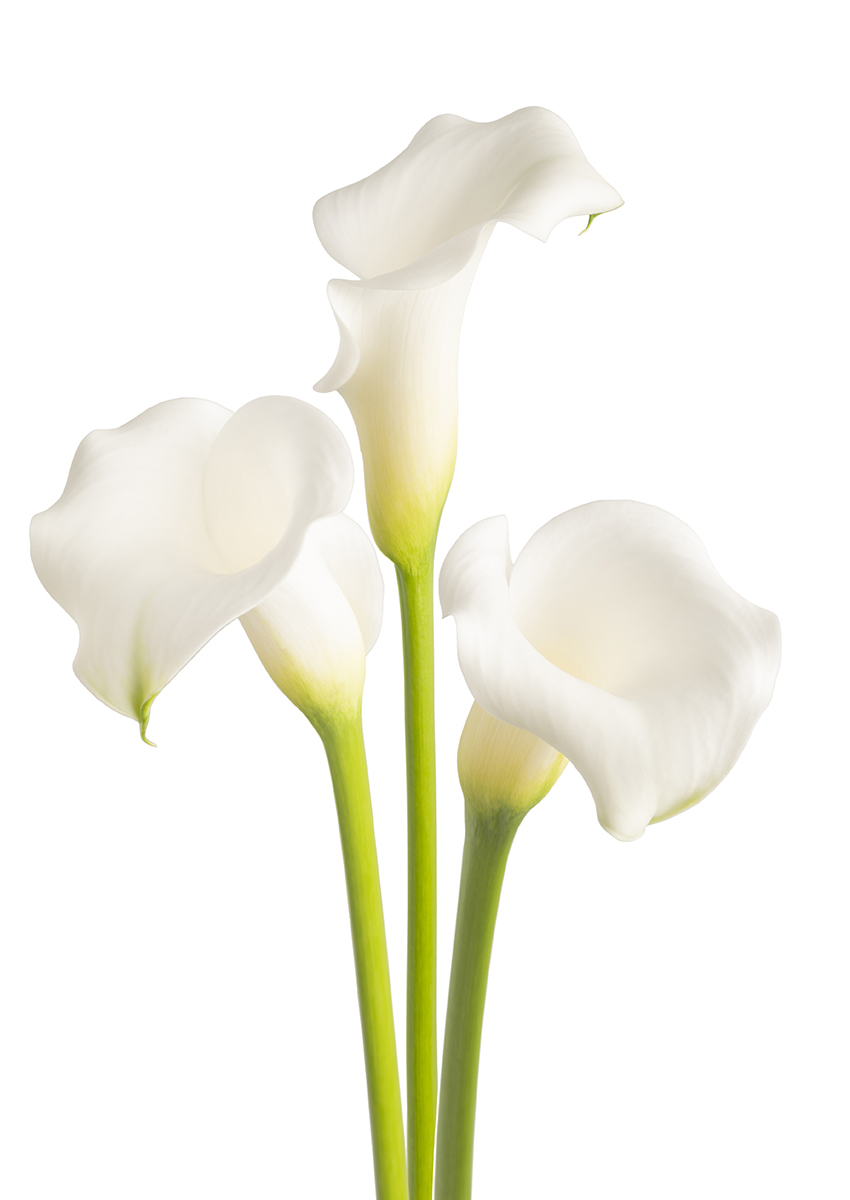 White Mambo Zantedeschia