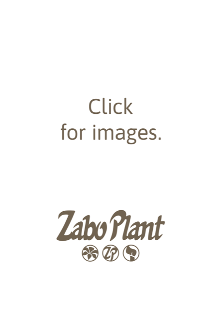 Captain Solo Captain calla Zantedeschia