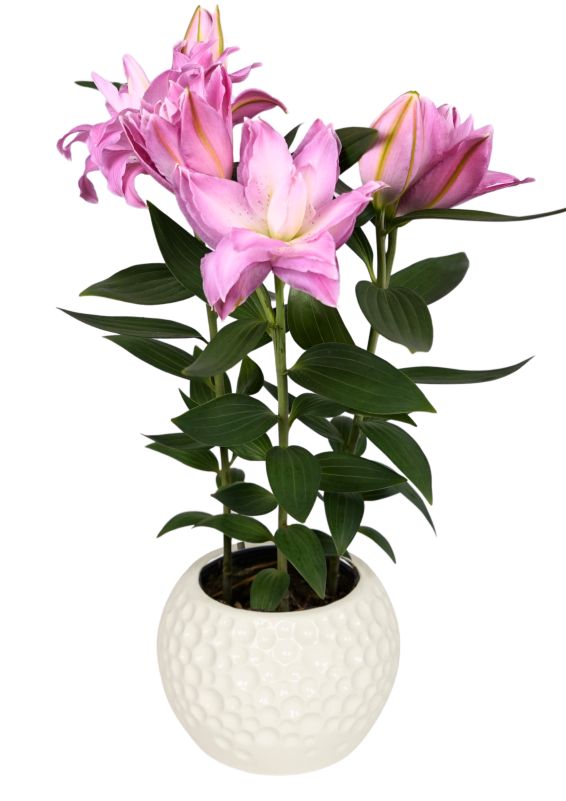 Sunny Double Duty Lily Looks Lilium