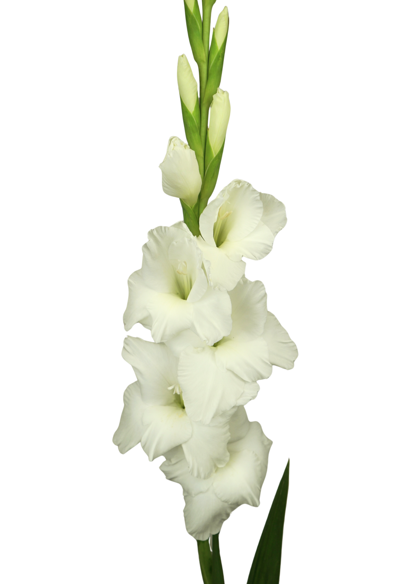 10.000.092 Prisma Gladiolus Gladiolus