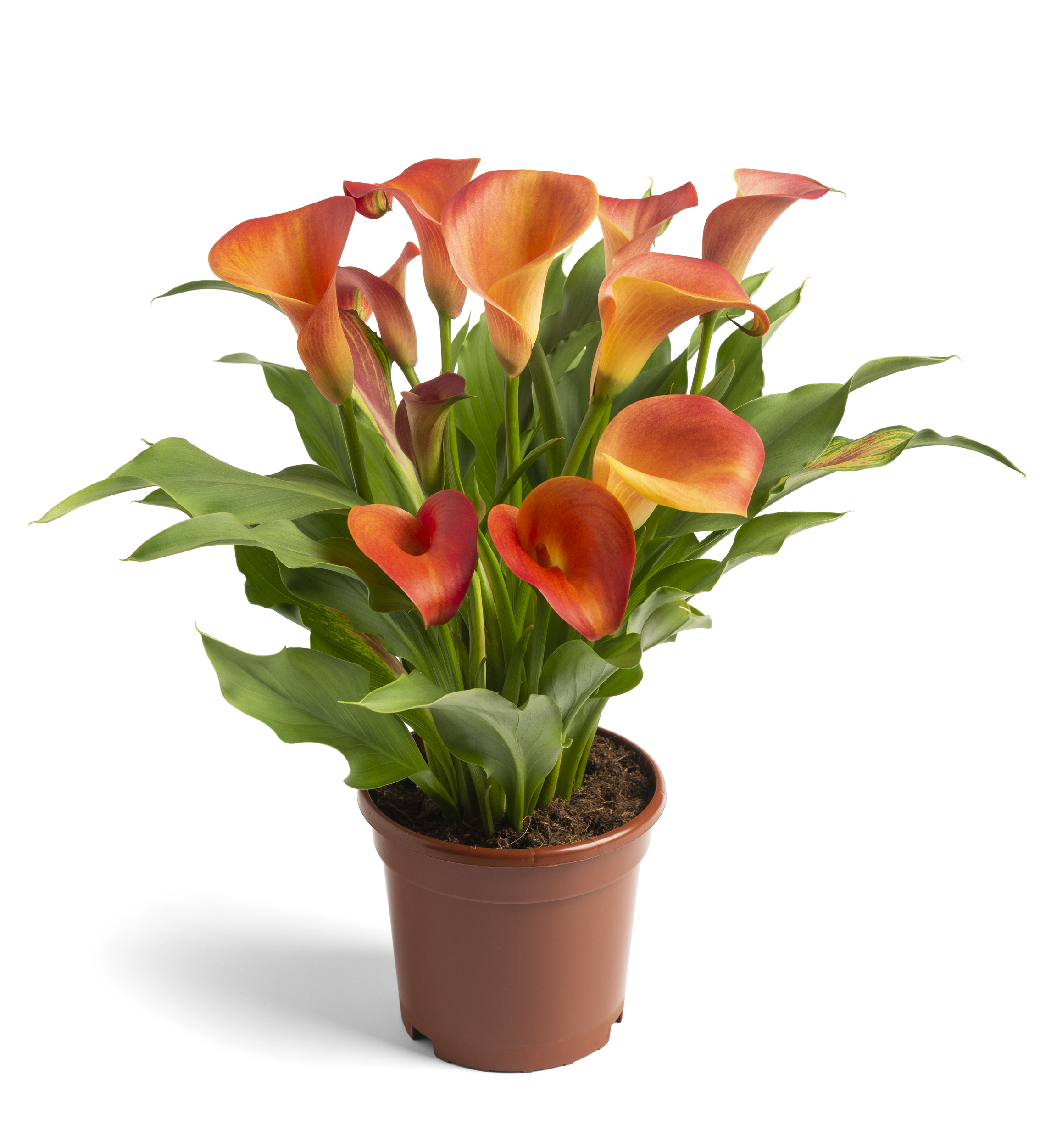 Orange Pride Zantedeschia