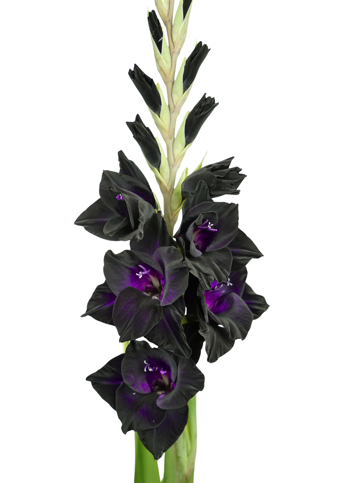 15.199.01 Prisma Gladiolus Gladiolus