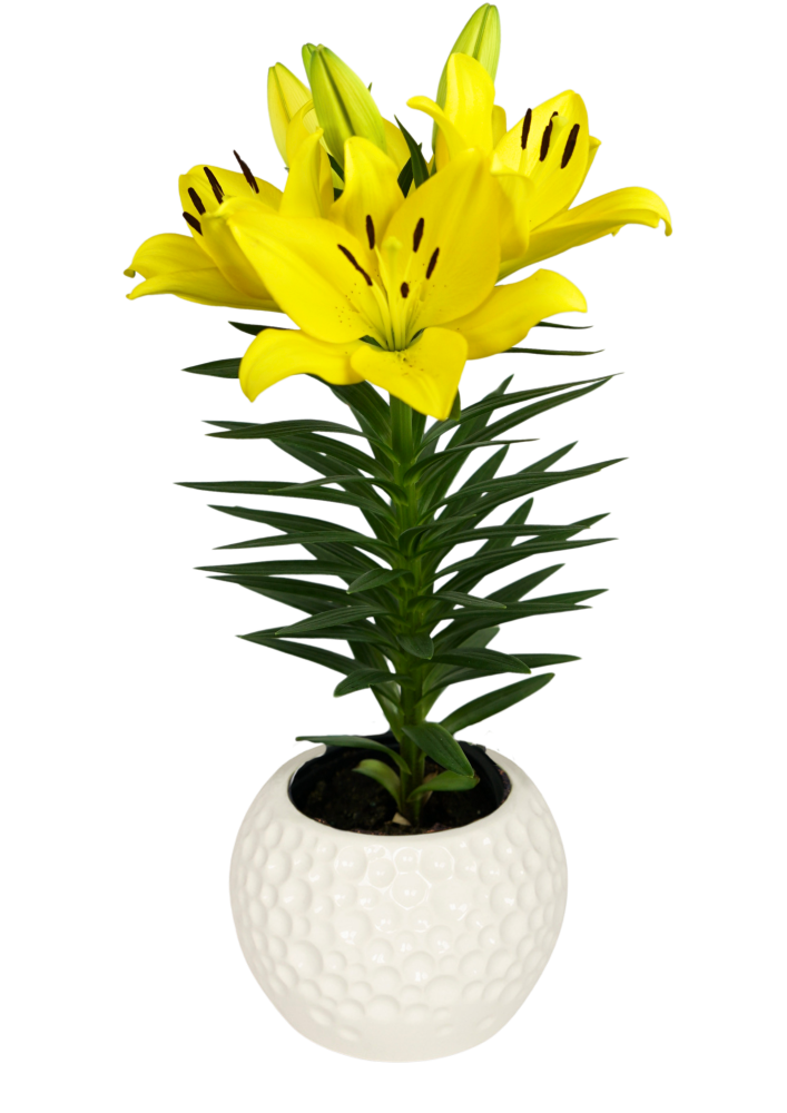 Summer Stella Lily Looks Lilium