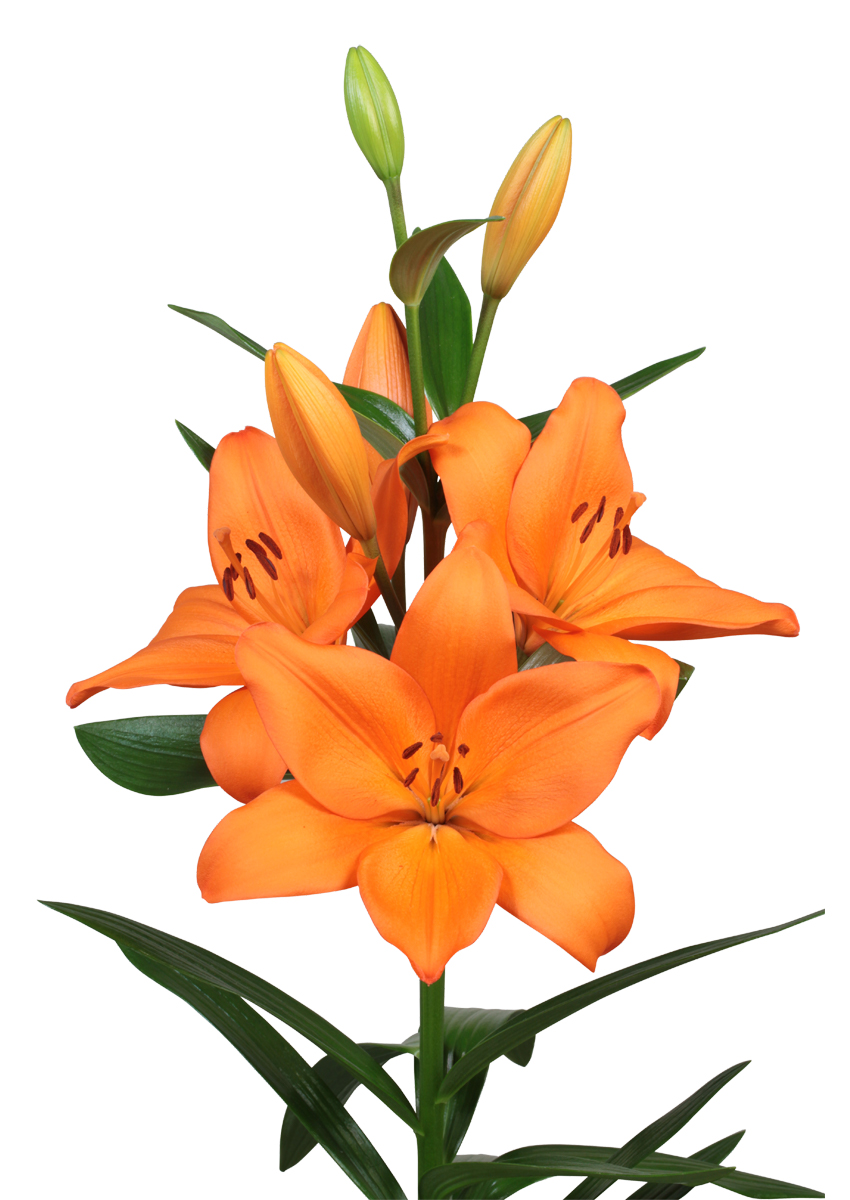 Idaho Lilium