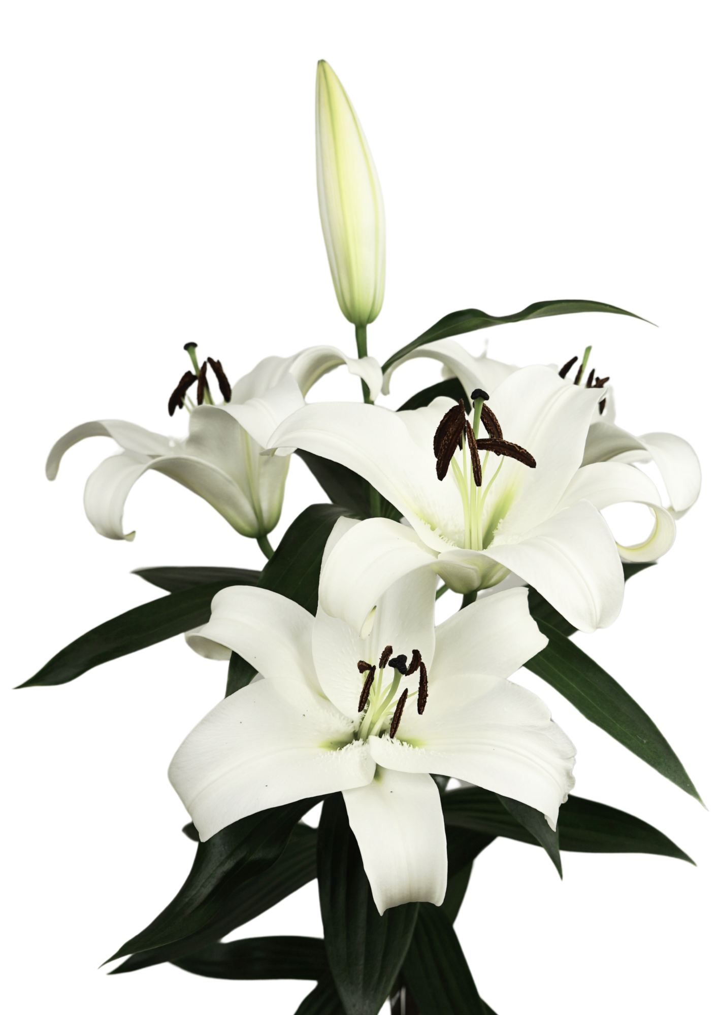 Miracoli Lilium