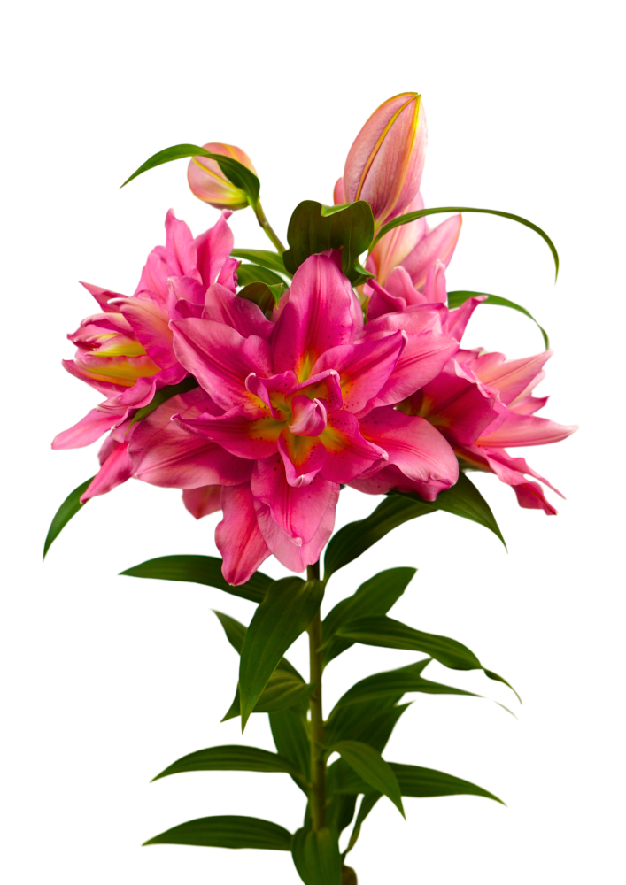 RL Shania Roselily Lilium