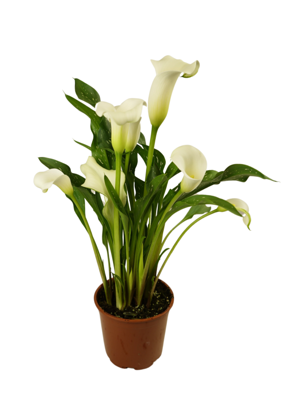 Whitehorse Calla nova Zantedeschia