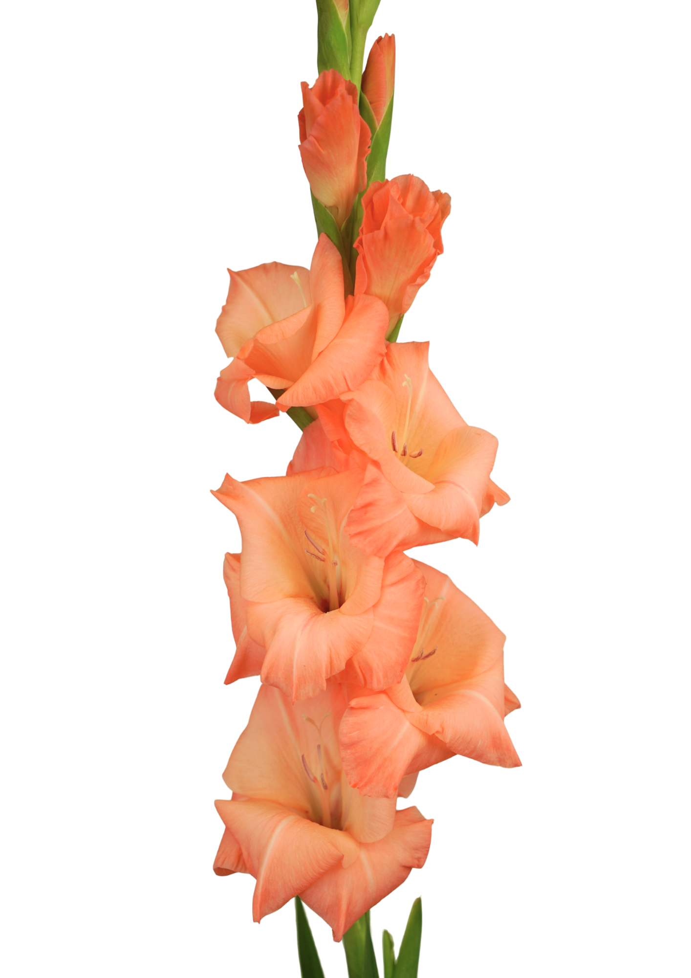 15.000.103 Prisma Gladiolus Gladiolus