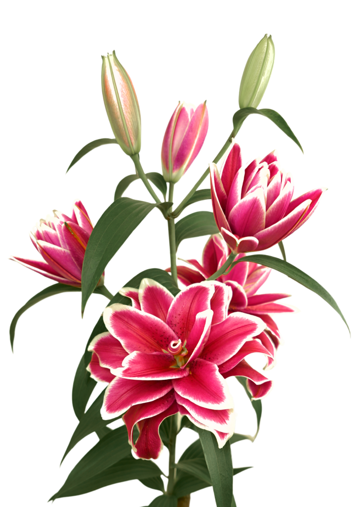 RL Frederica Roselily Lilium