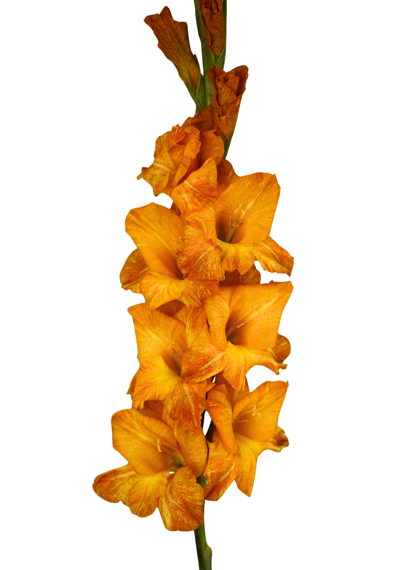 05.271.03 Gladiolus