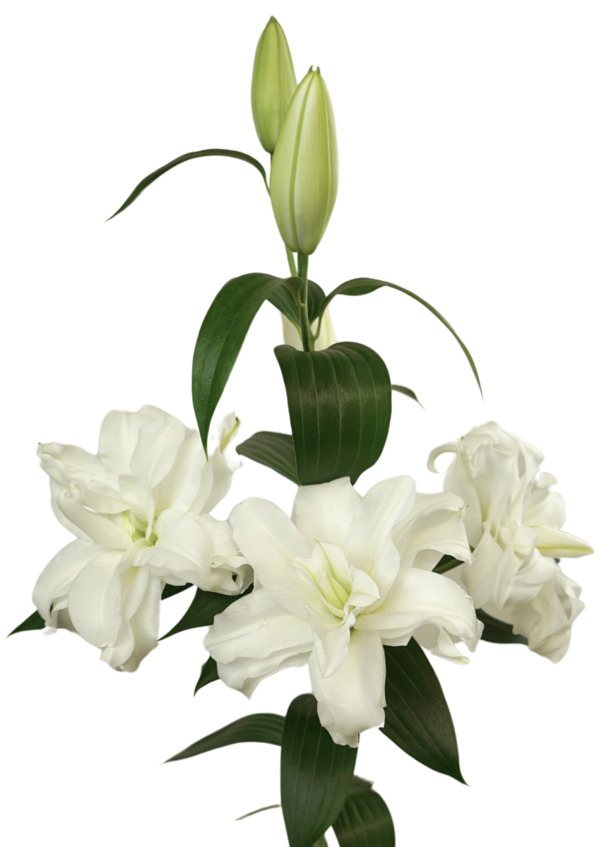 RL Dilara Roselily Lilium