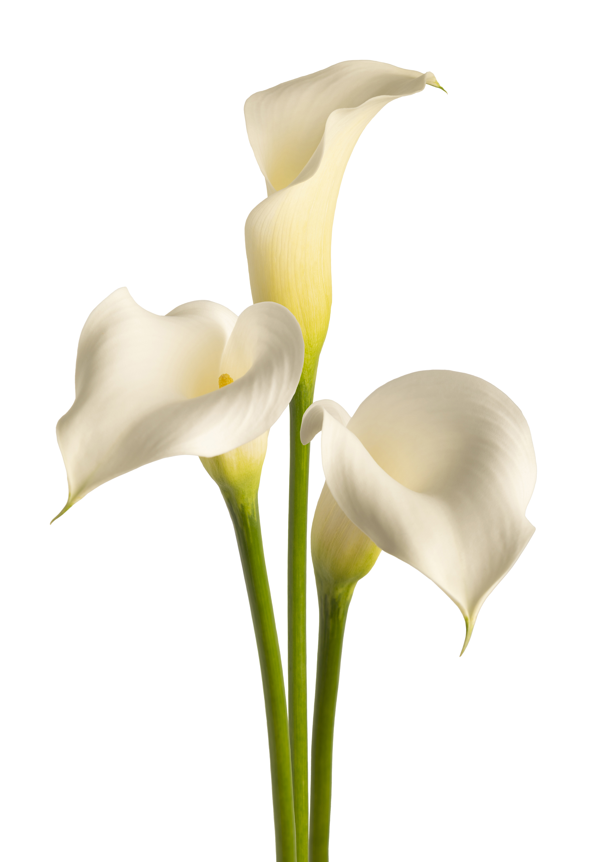 White Rumba Zantedeschia