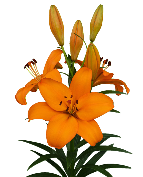 Crodino Lilium