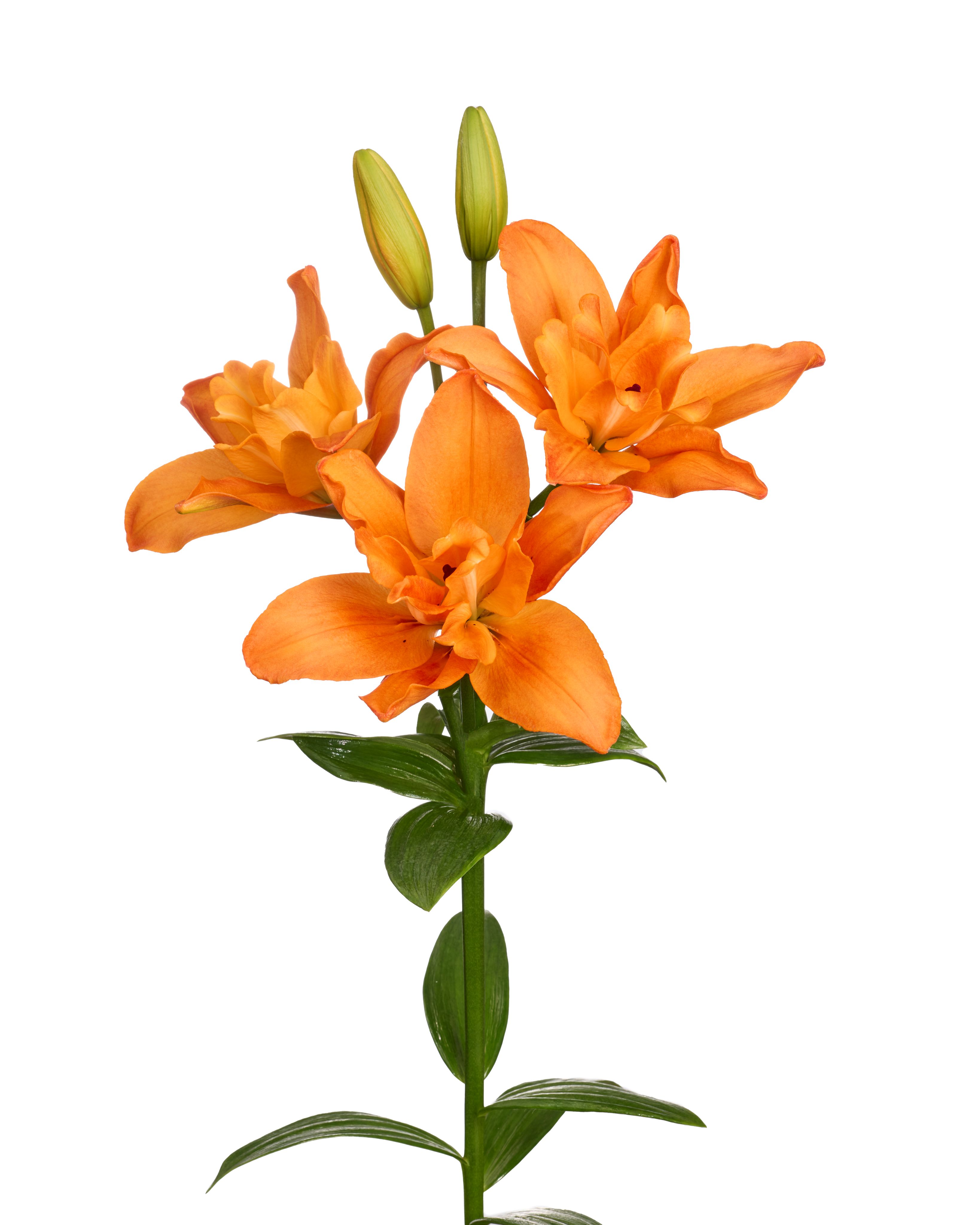 Twinflame Sparkle Twin Flame Lilium