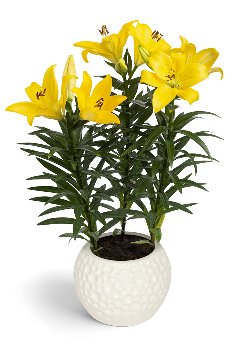 Summer Sun Lily Looks Lilium