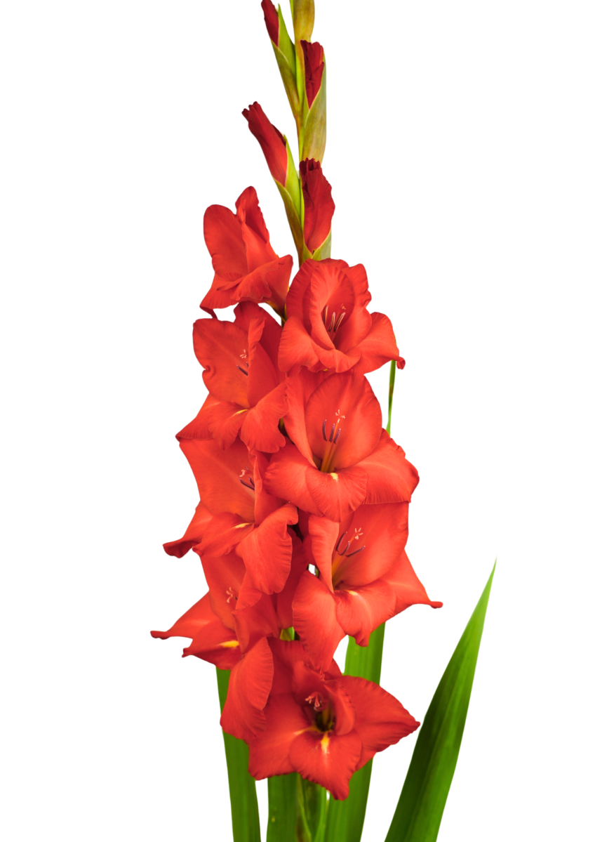 Hawkins Prisma Gladiolus Gladiolus
