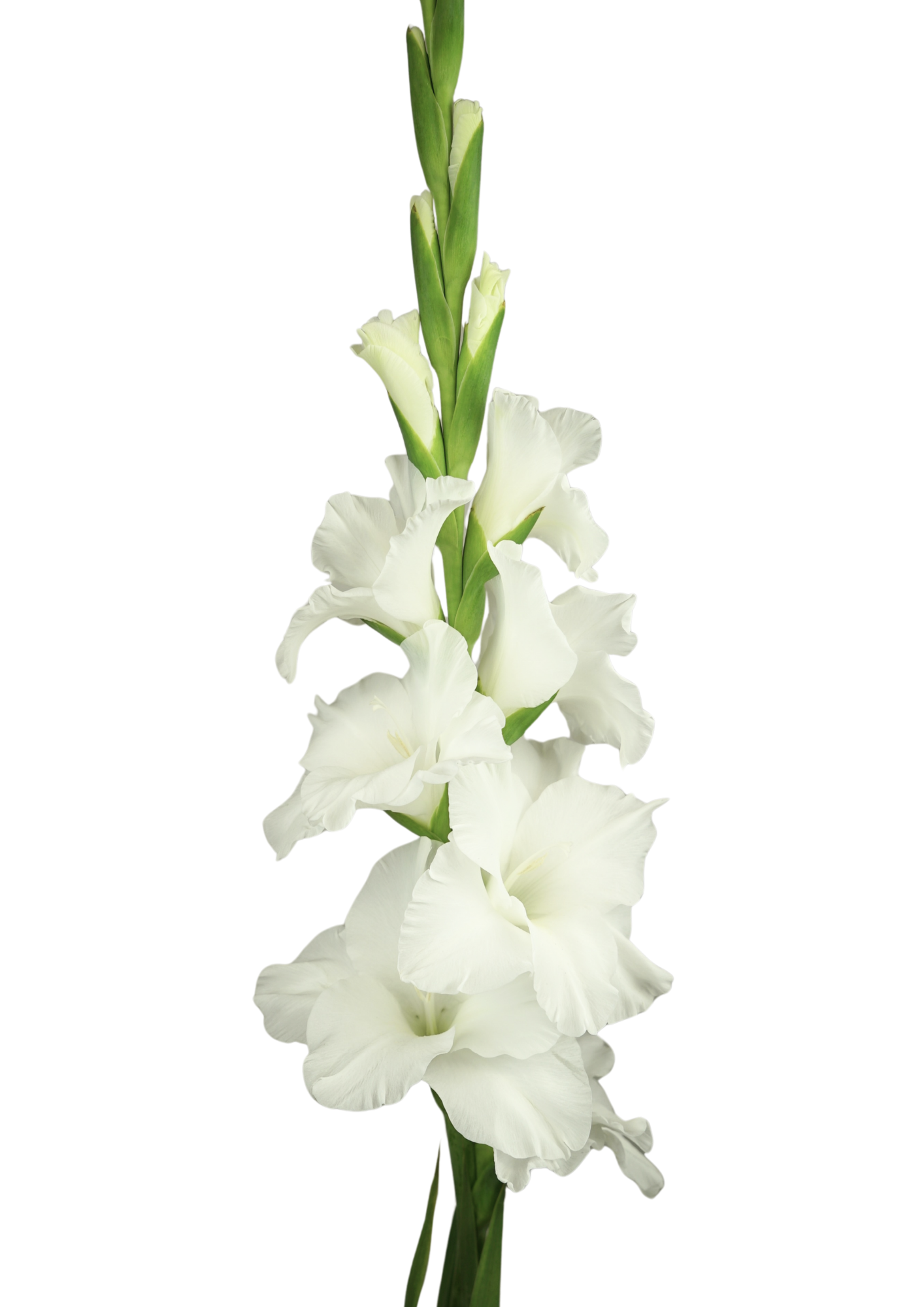 Davoli Gladiolus