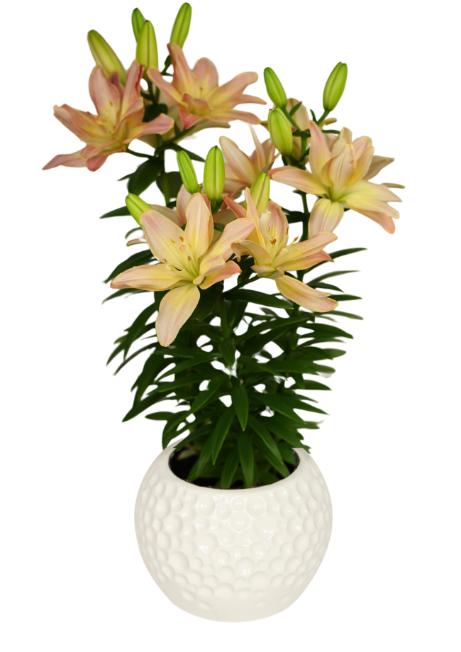 Pura Paraiso Pura Vida Lilium