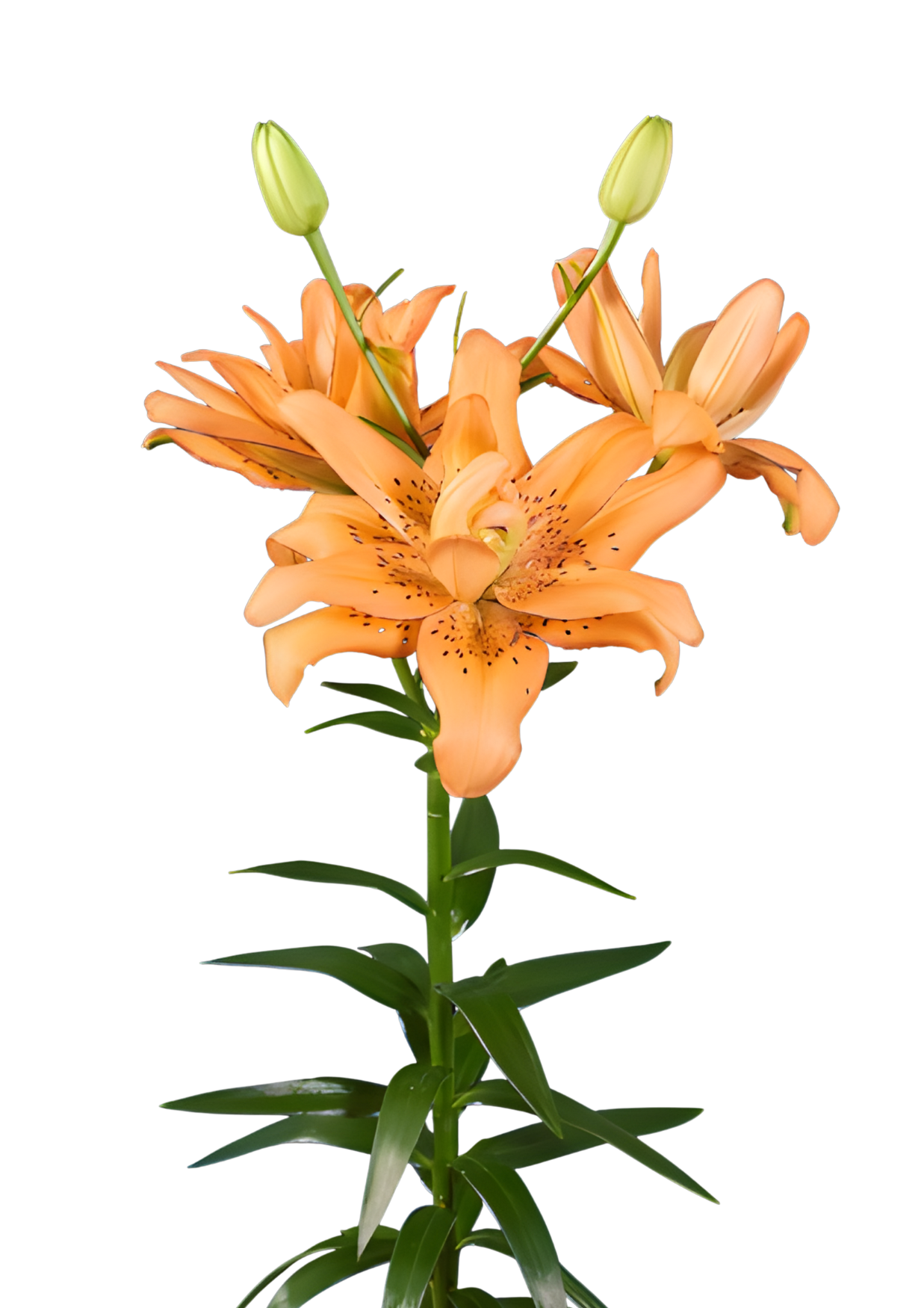 Copper Candy Lilium