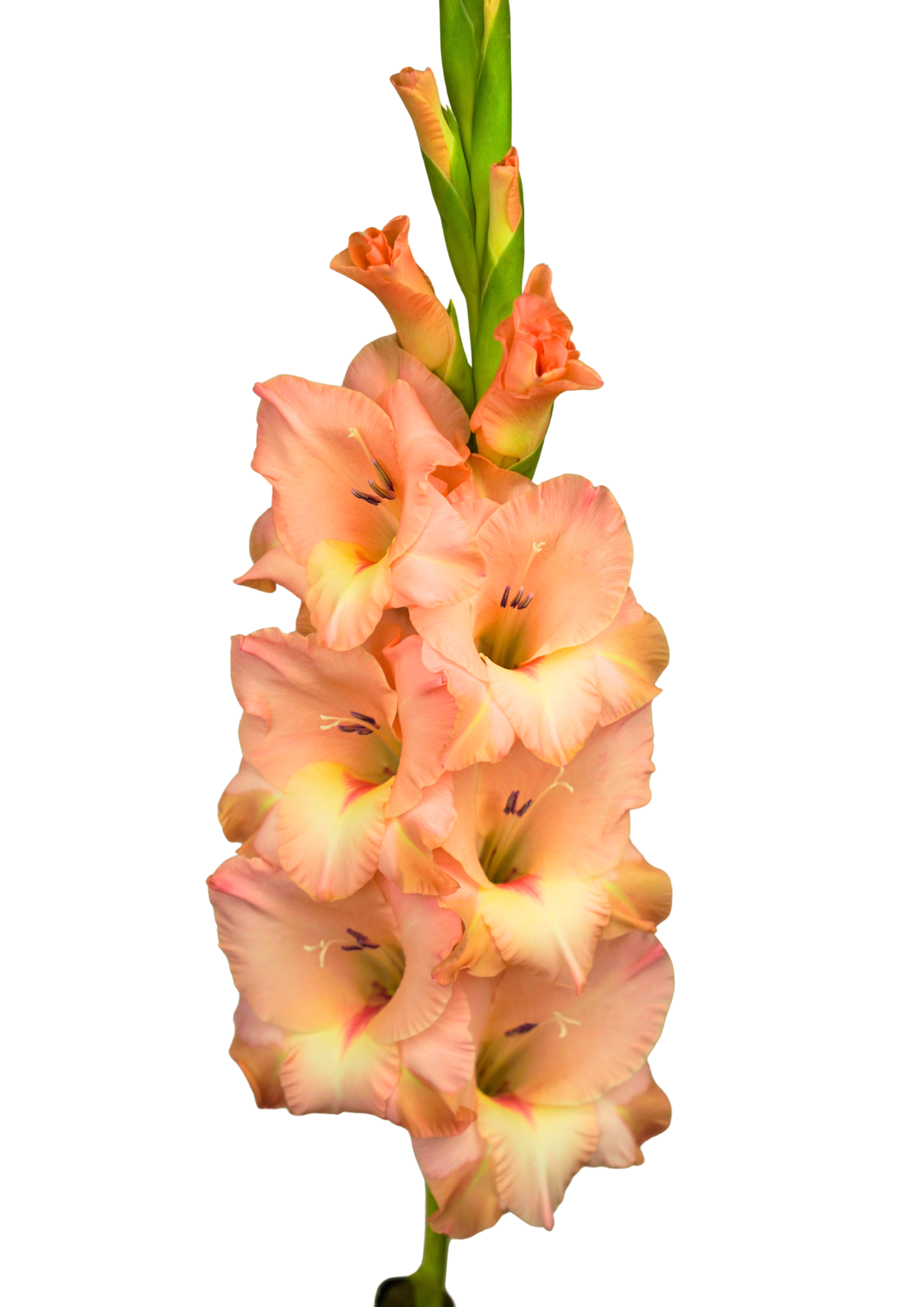 Sisi Gladiolus