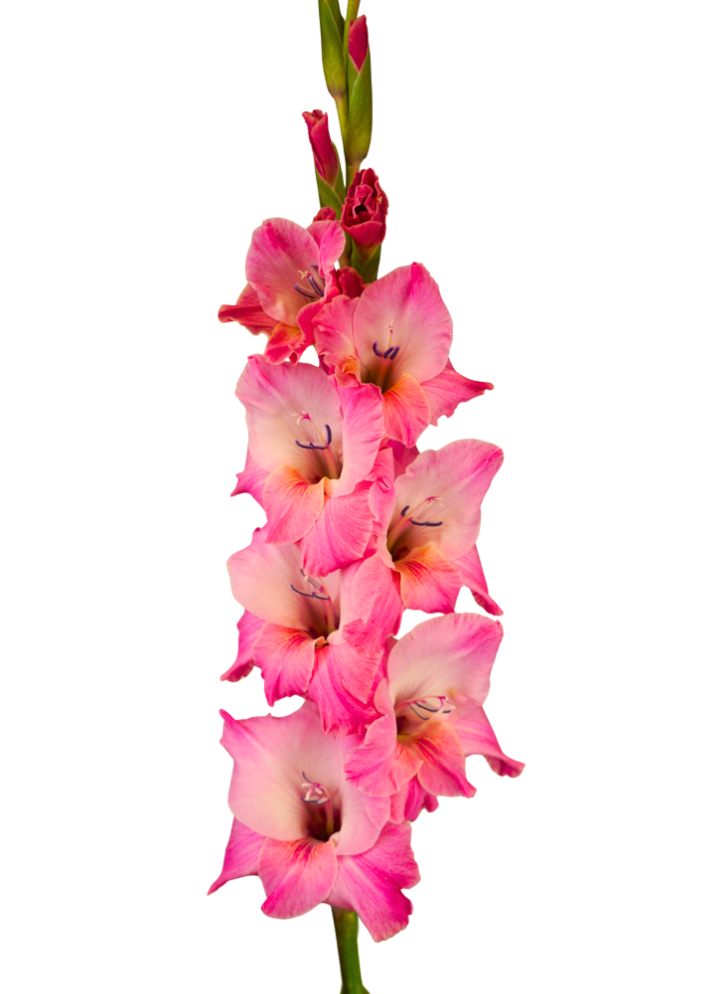 Bartok Prisma Gladiolus Gladiolus