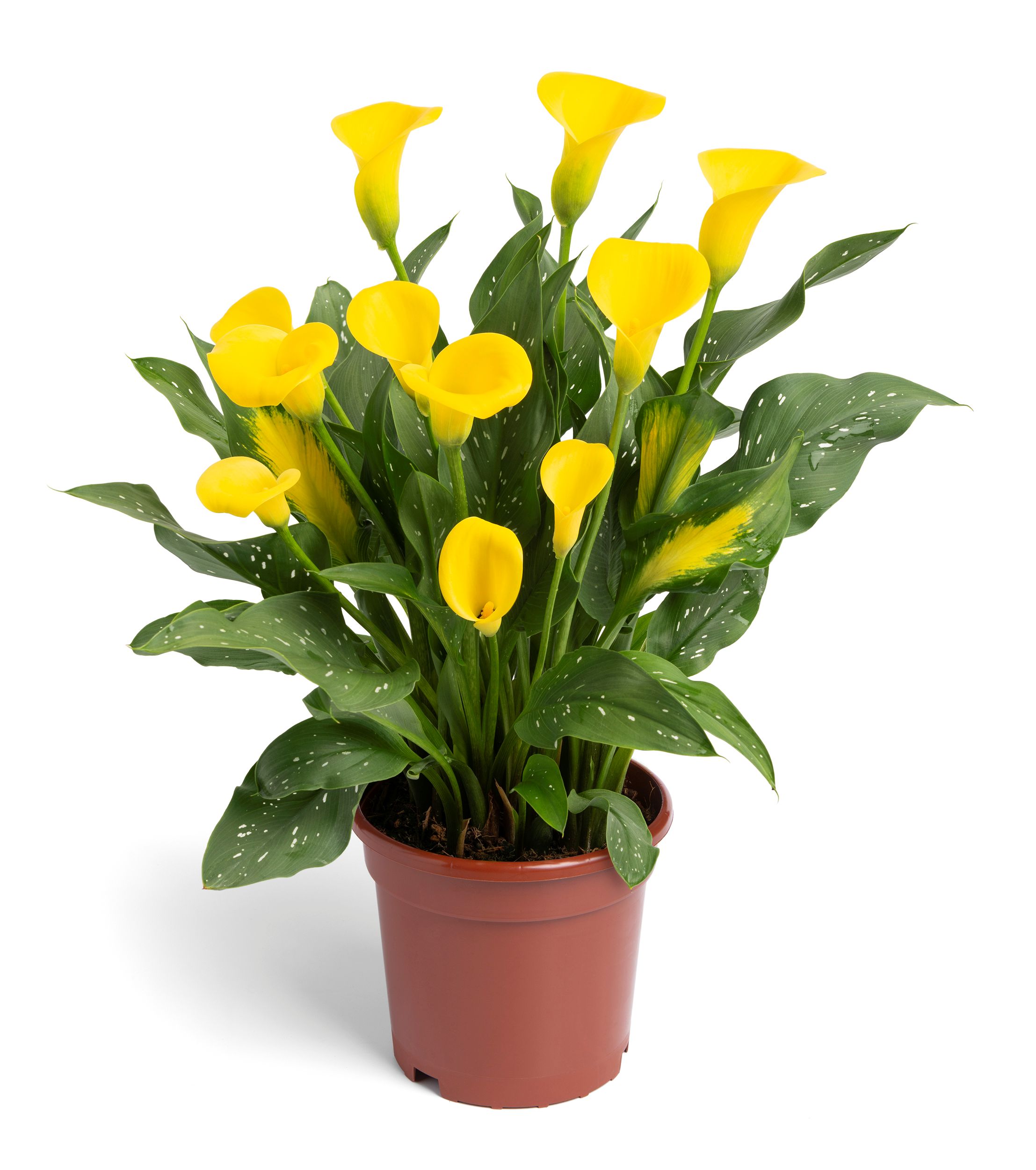 Gold Label Zantedeschia