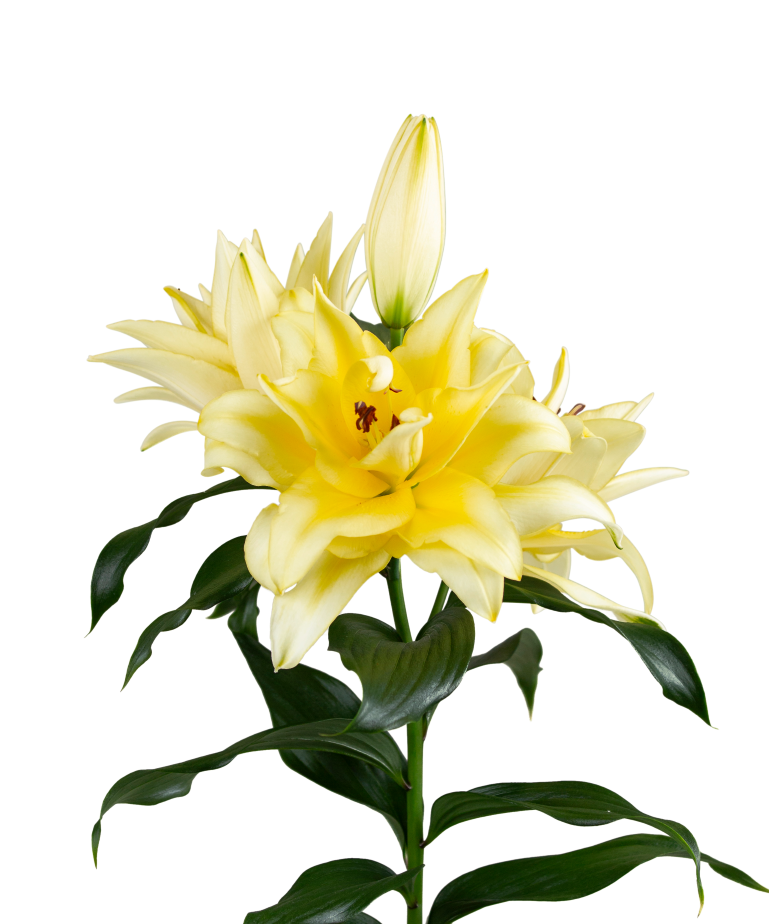 SL Paco Starlily Lilium