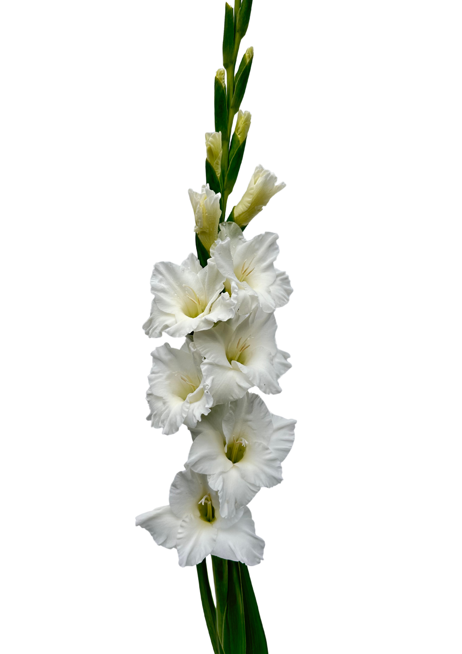 Silvestri Prisma Gladiolus Gladiolus