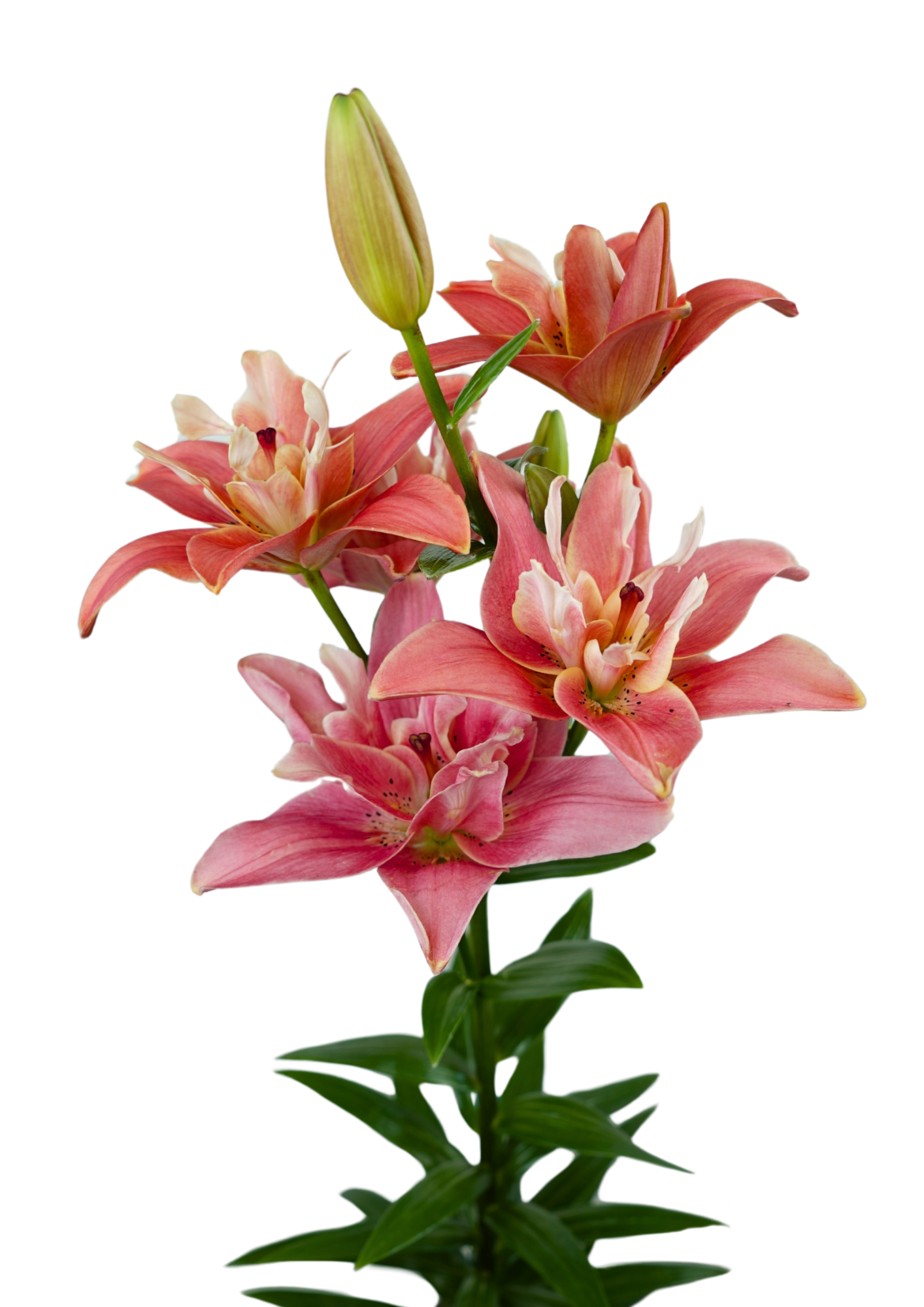 Twinflame Blossom Lilium