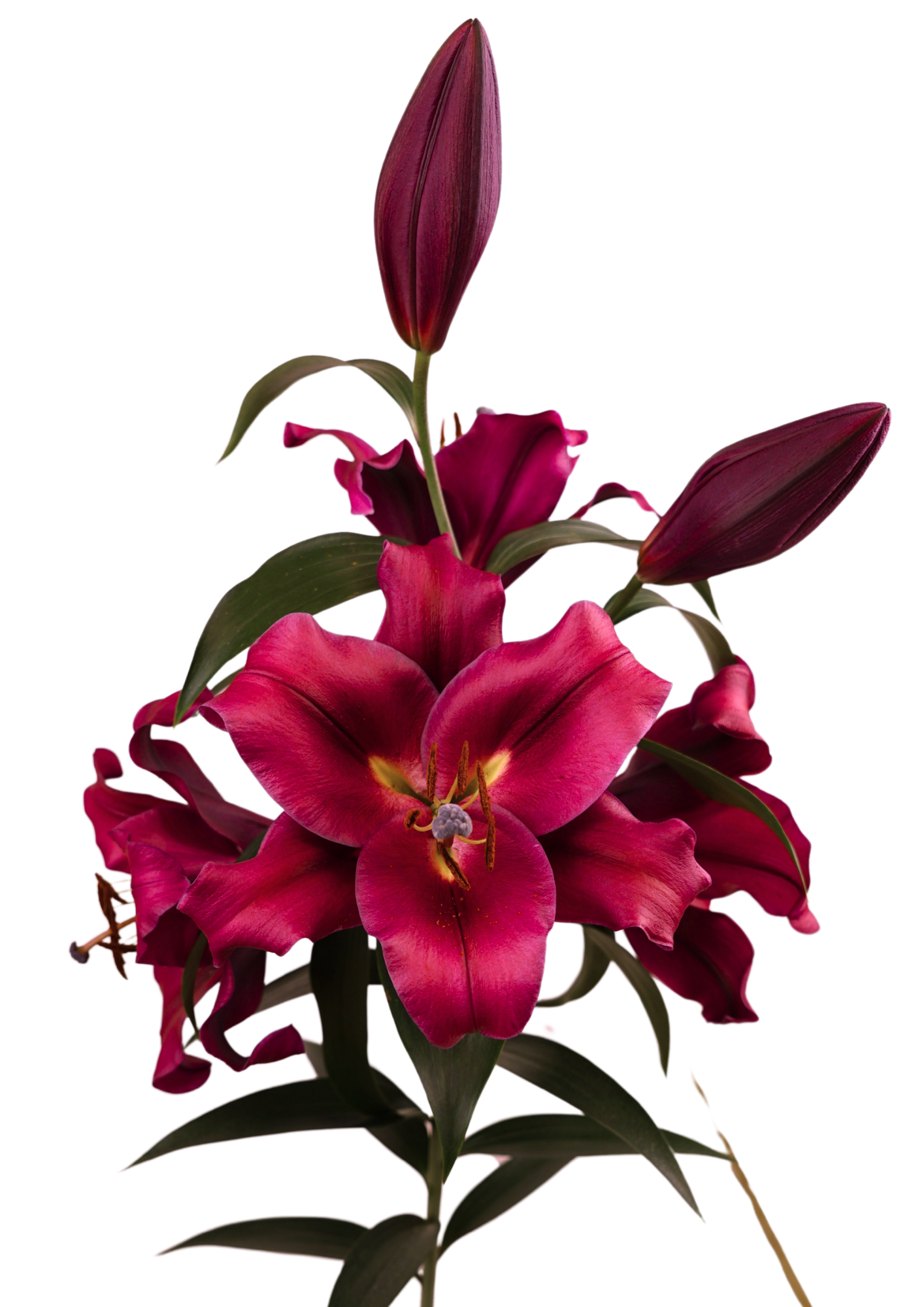 Carbonero Lilium