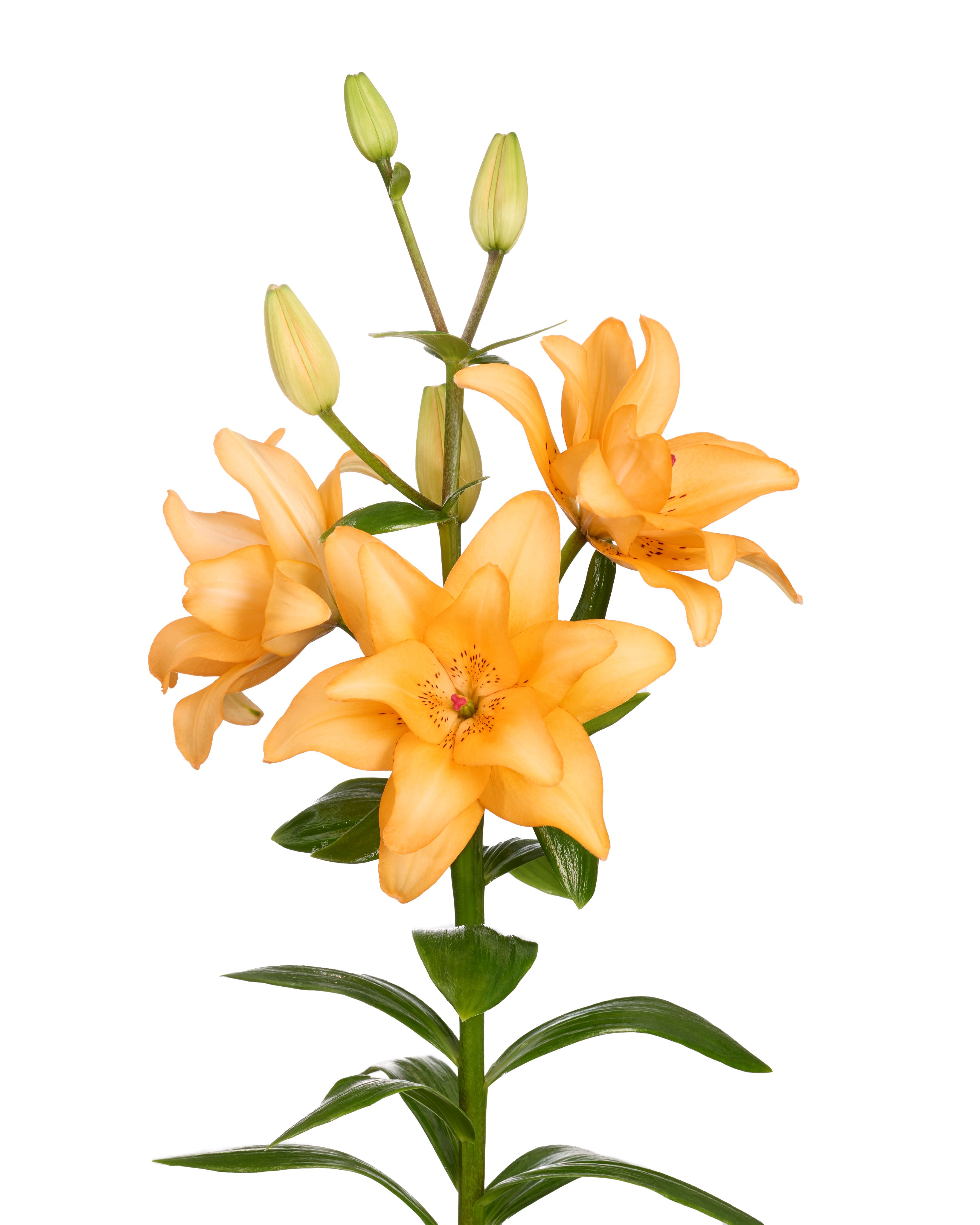 Twinflame Twinkle Twin Flame Lilium