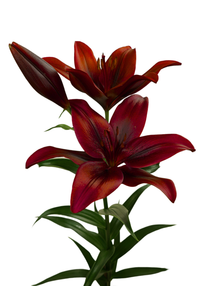 Hardrock Lilium