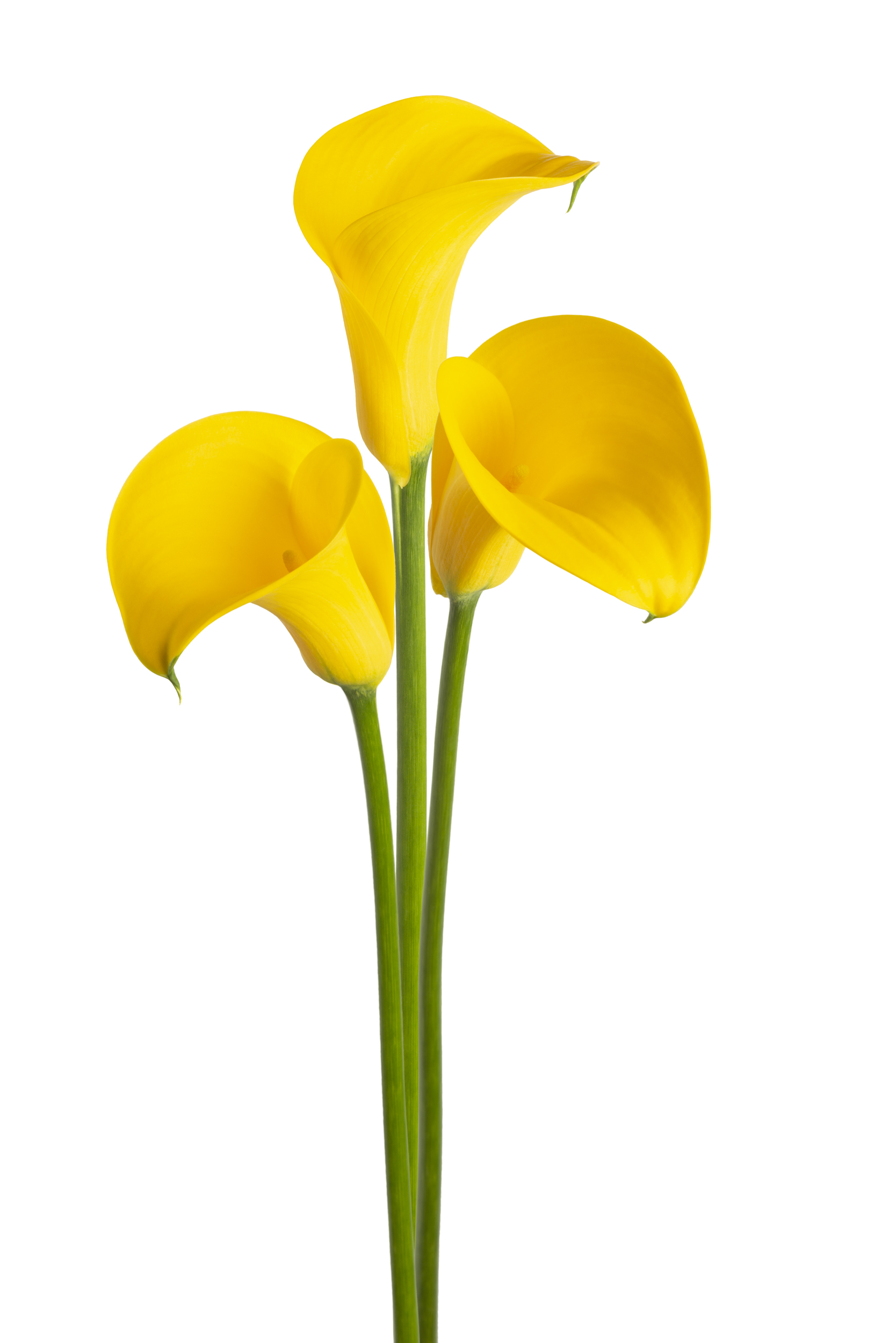 Kunming Zantedeschia