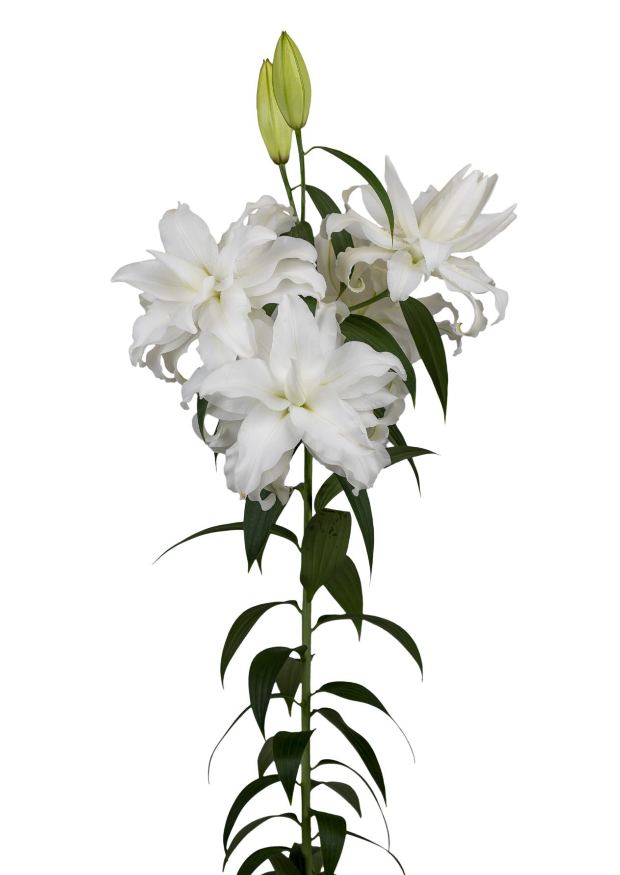 Honolulu Roselily Lilium