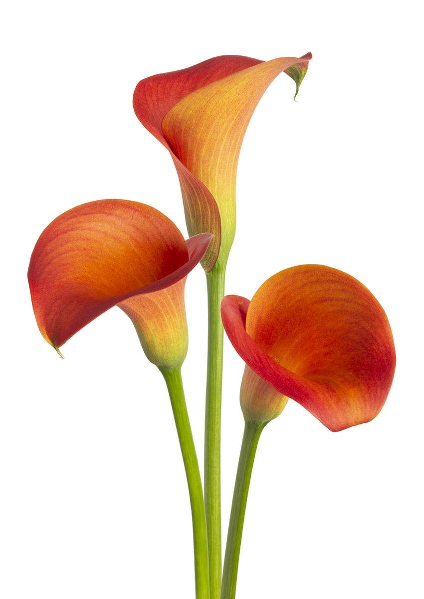 Orange Pride Zantedeschia