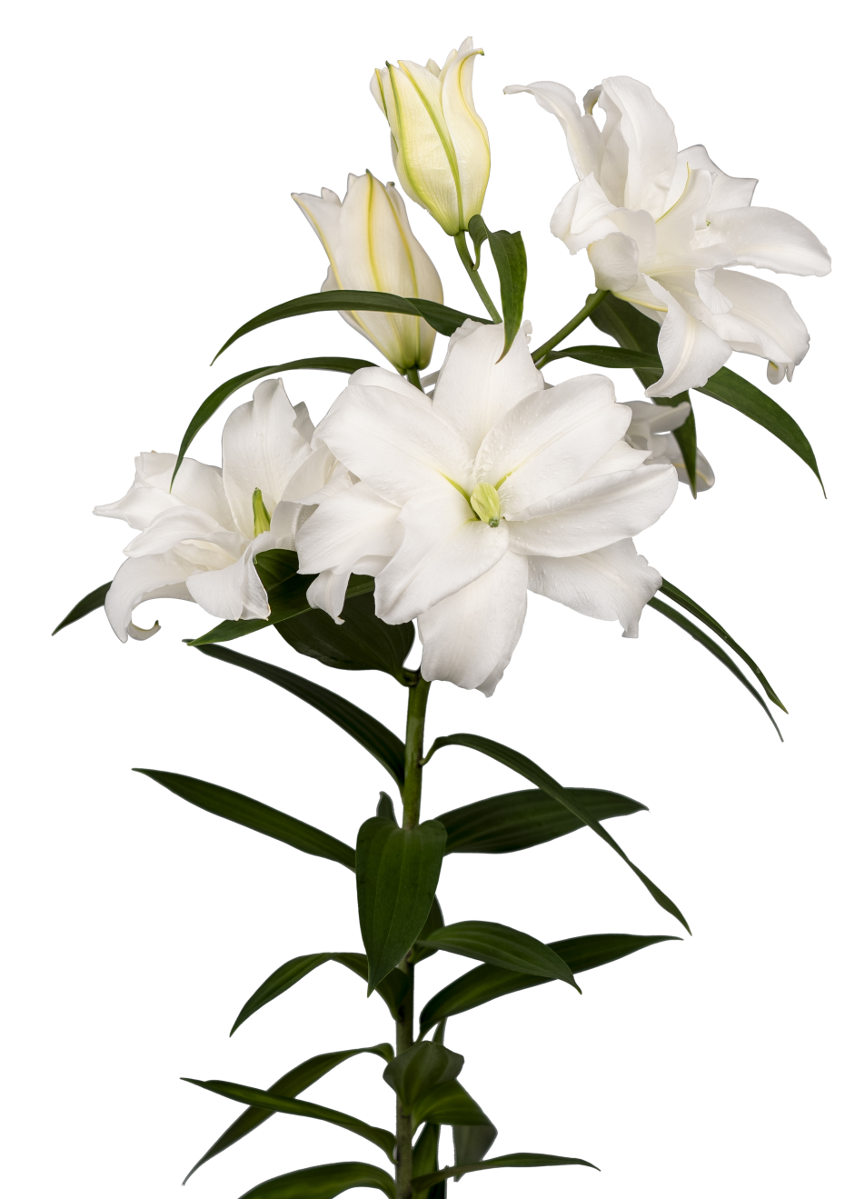 RL Rhonda Roselily Lilium