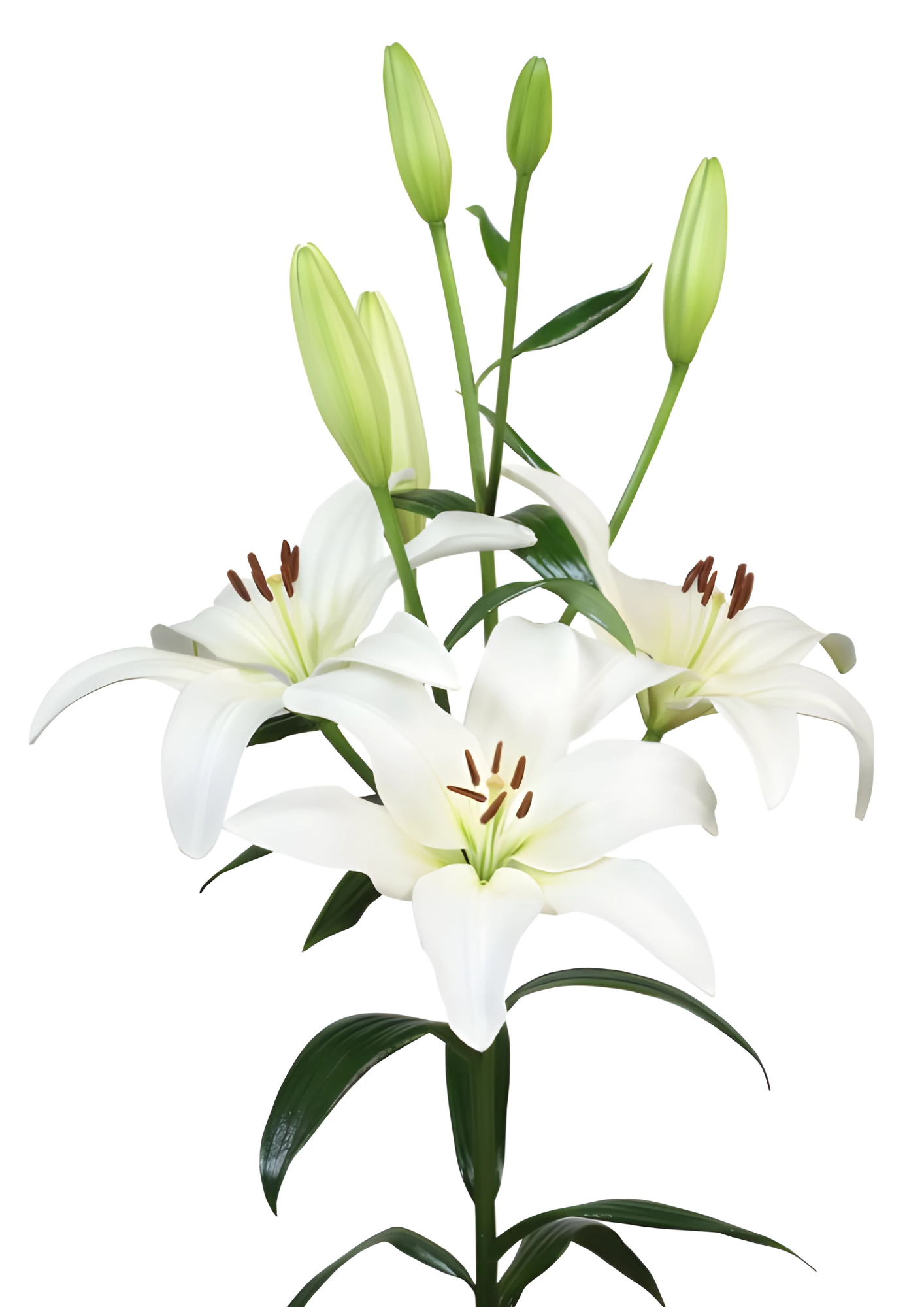 Obvio Lilium
